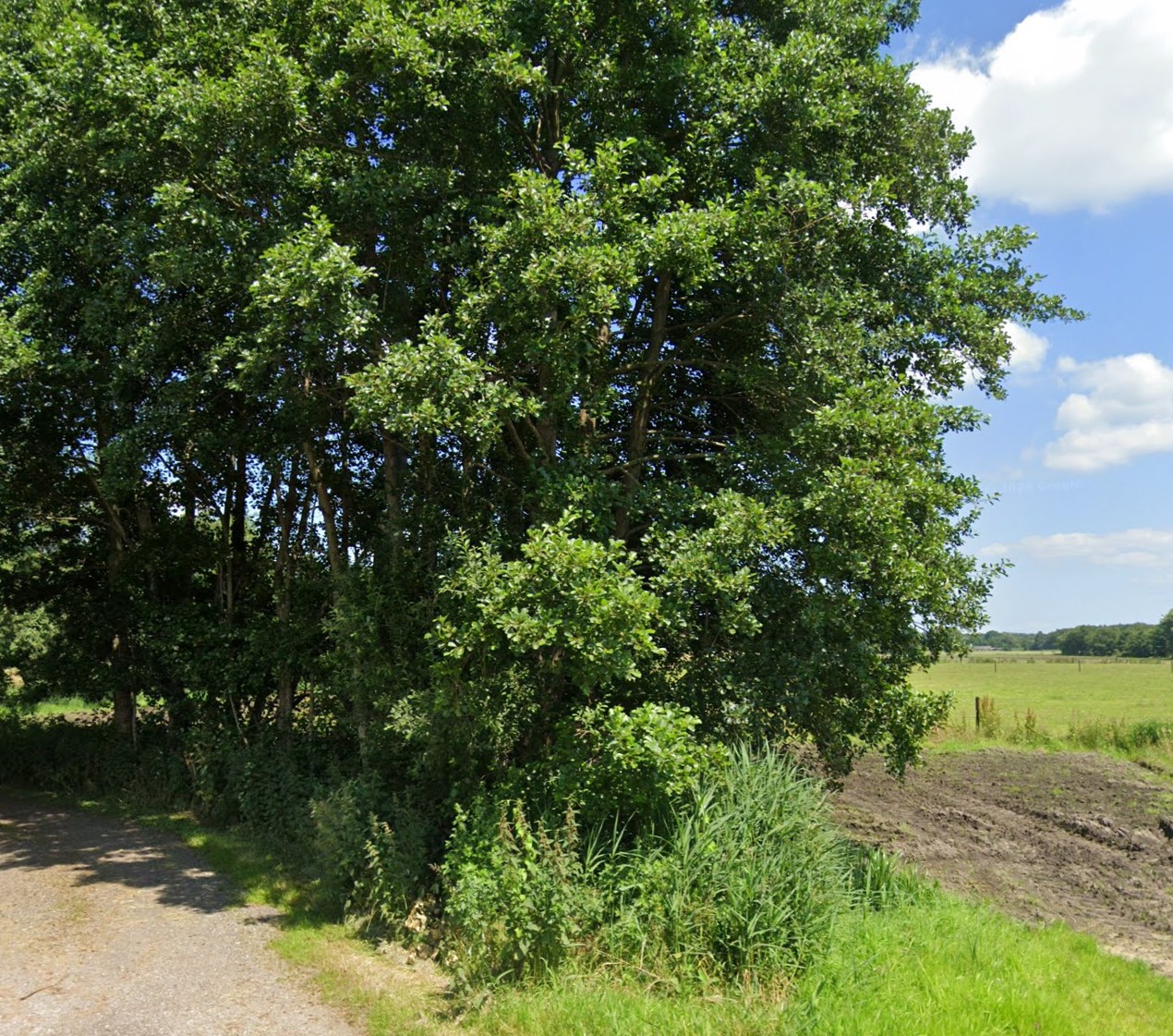 “natuurgebied De Bunt nabij vergaderlocatie”
